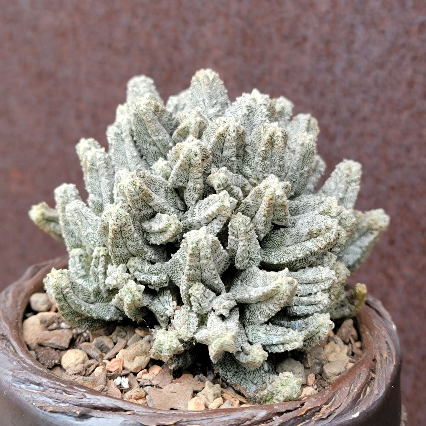 Astrophytum Myriostigma var. Columnare f. minima