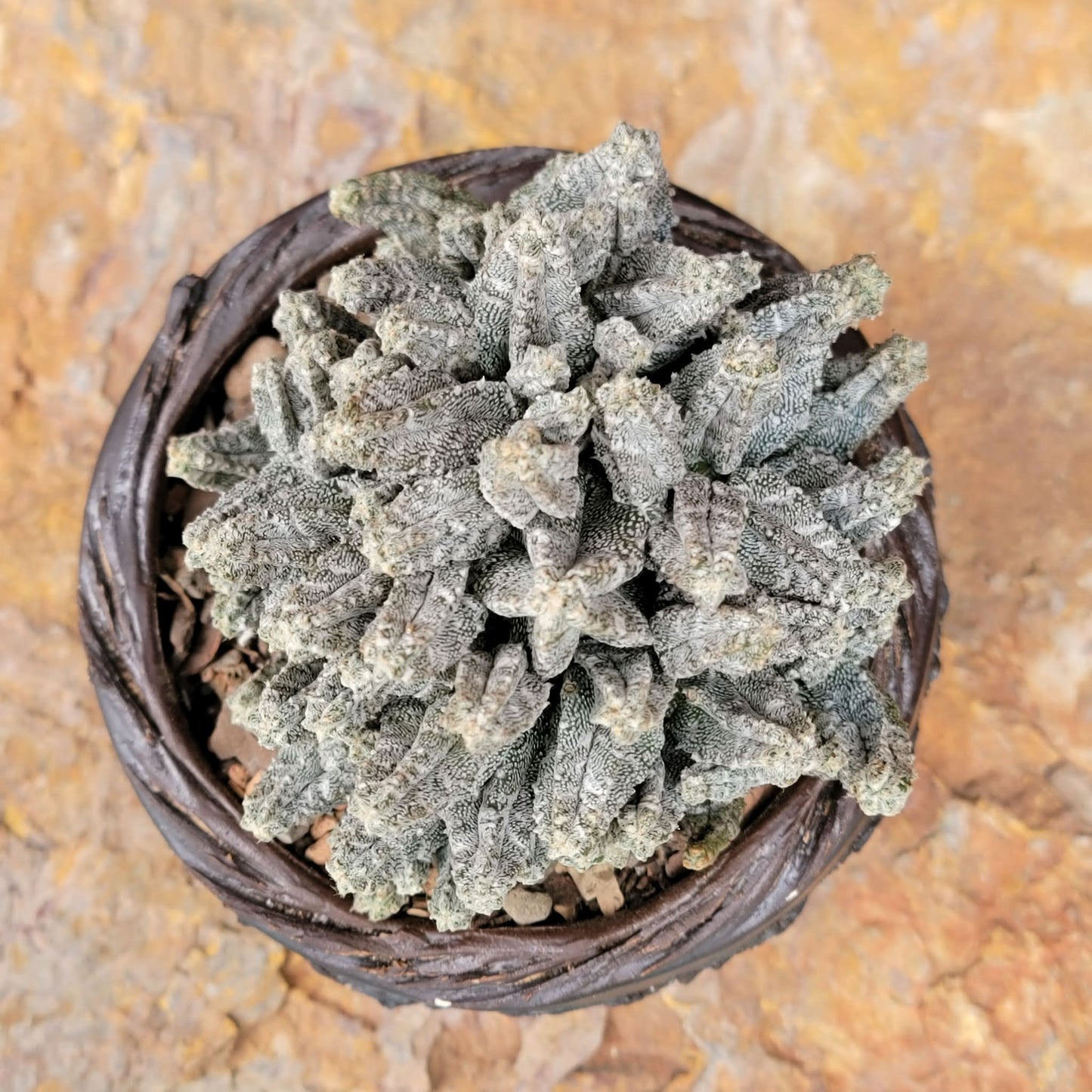 Astrophytum Myriostigma var. Columnare f. minima