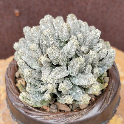 Astrophytum Myriostigma var. Columnare f. minima