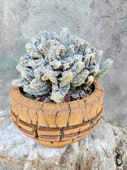 Astrophytum Myriostigma var. Columnare f. minima