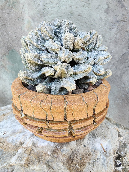 Astrophytum Myriostigma var. Columnare f. minima