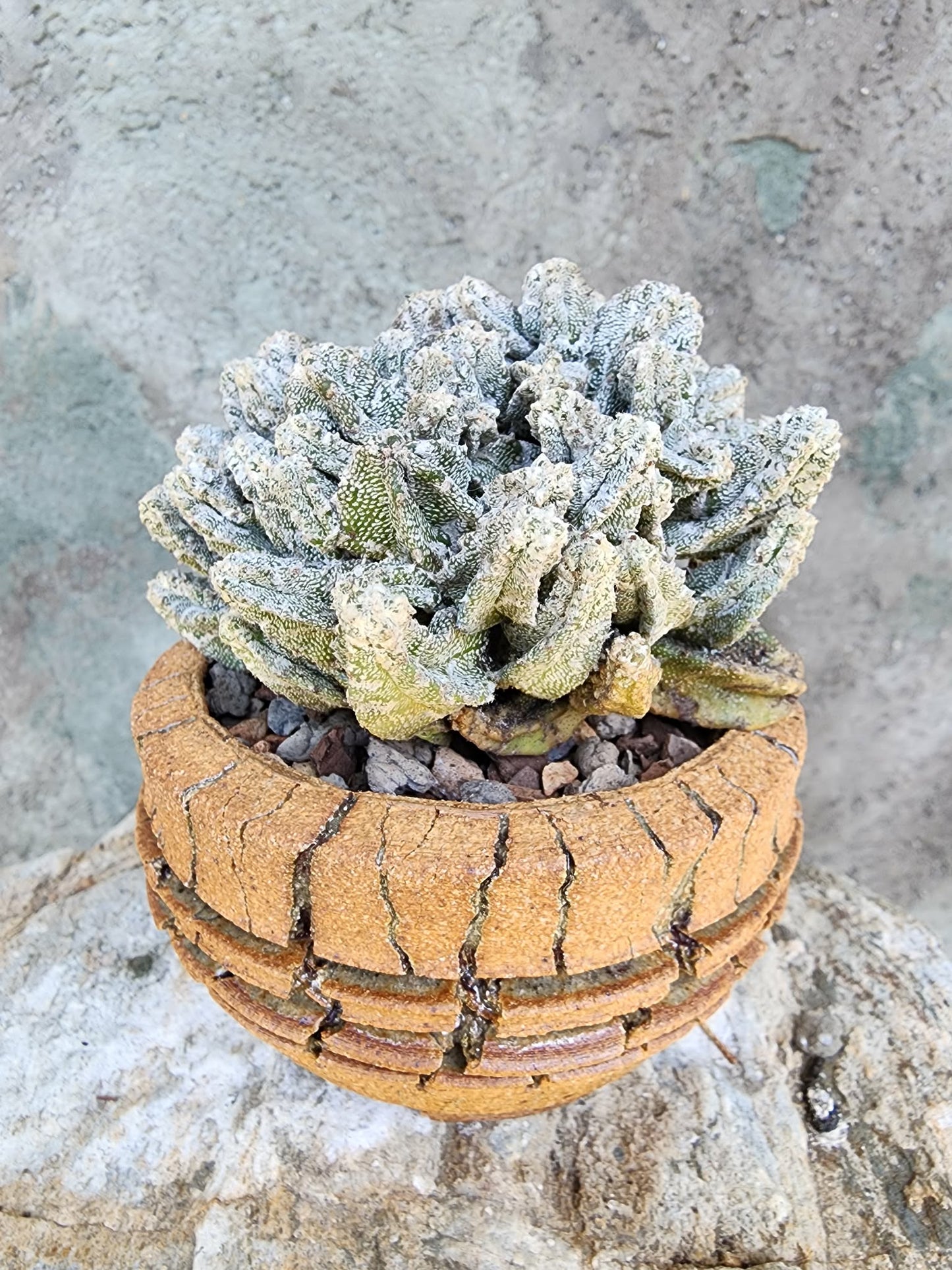 Astrophytum Myriostigma var. Columnare f. minima
