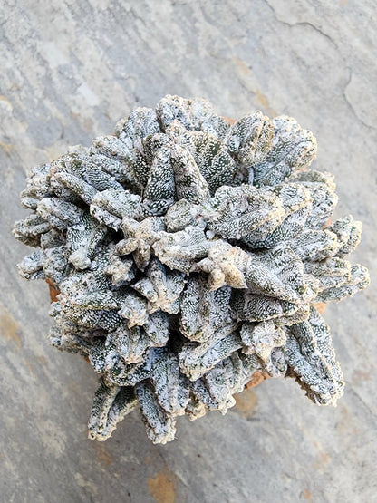 Astrophytum Myriostigma var. Columnare f. minima