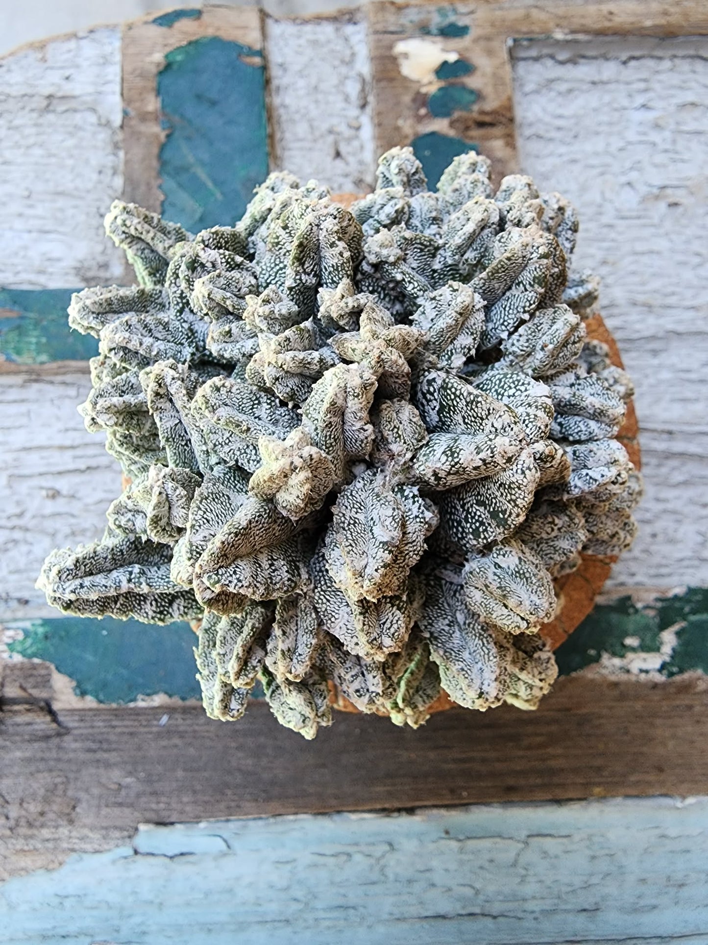 Astrophytum Myriostigma var. Columnare f. minima