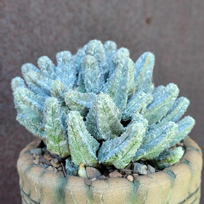 Astrophytum Myriostigma var. Columnare f. minima
