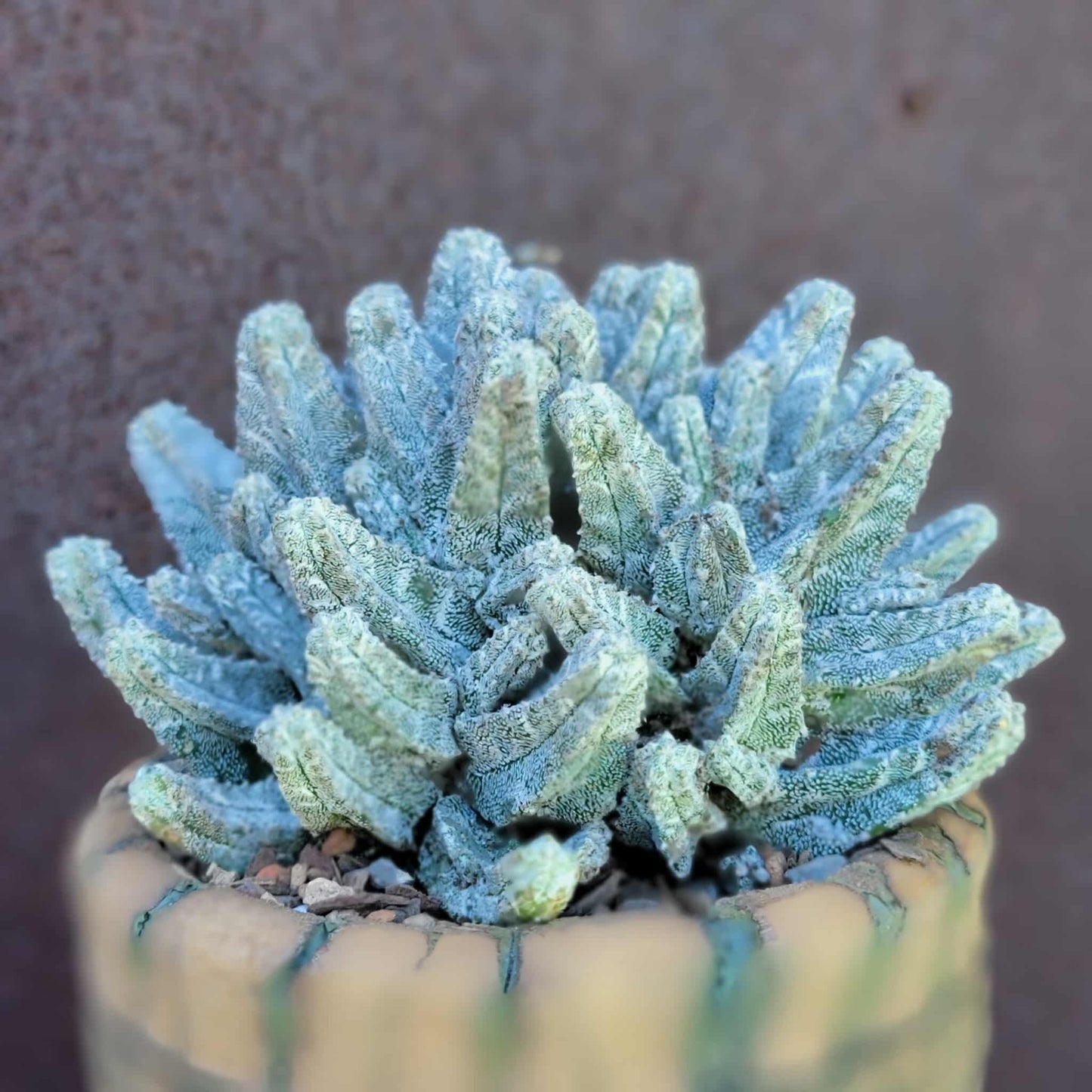 Astrophytum Myriostigma var. Columnare f. minima