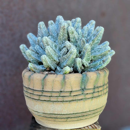 Astrophytum Myriostigma var. Columnare f. minima