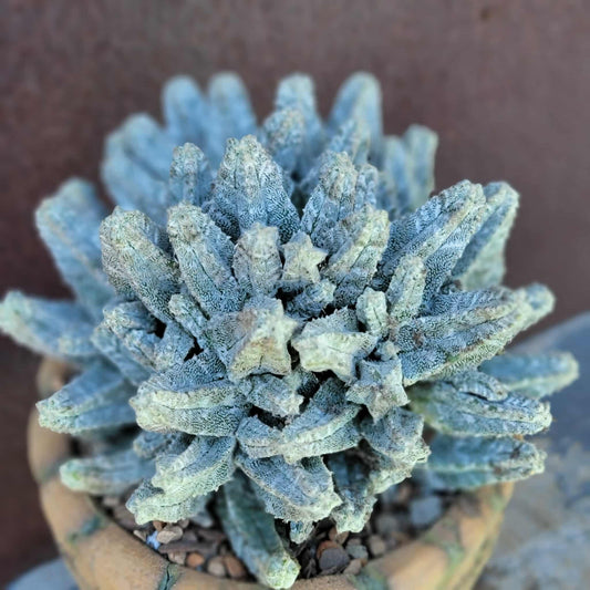 Astrophytum Myriostigma var. Columnare f. minima