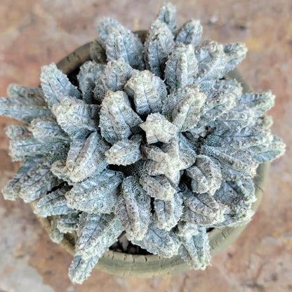 Astrophytum Myriostigma var. Columnare f. minima
