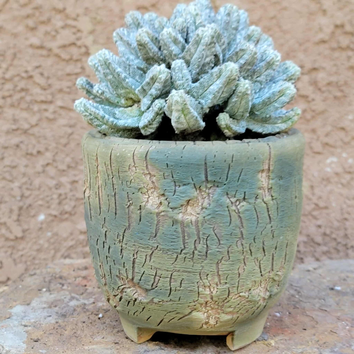 Astrophytum Myriostigma var. Columnare f. minima