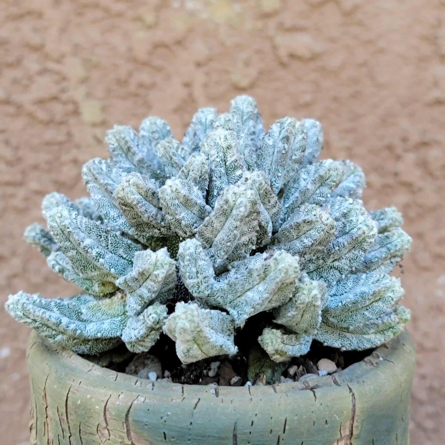 Astrophytum Myriostigma var. Columnare f. minima