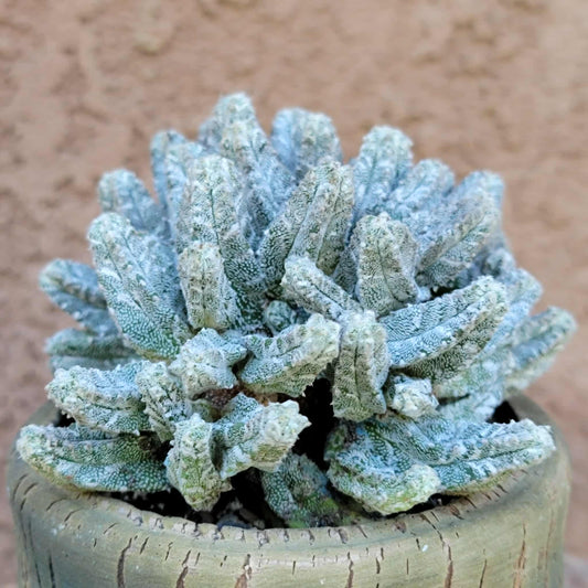 Astrophytum Myriostigma var. Columnare f. minima