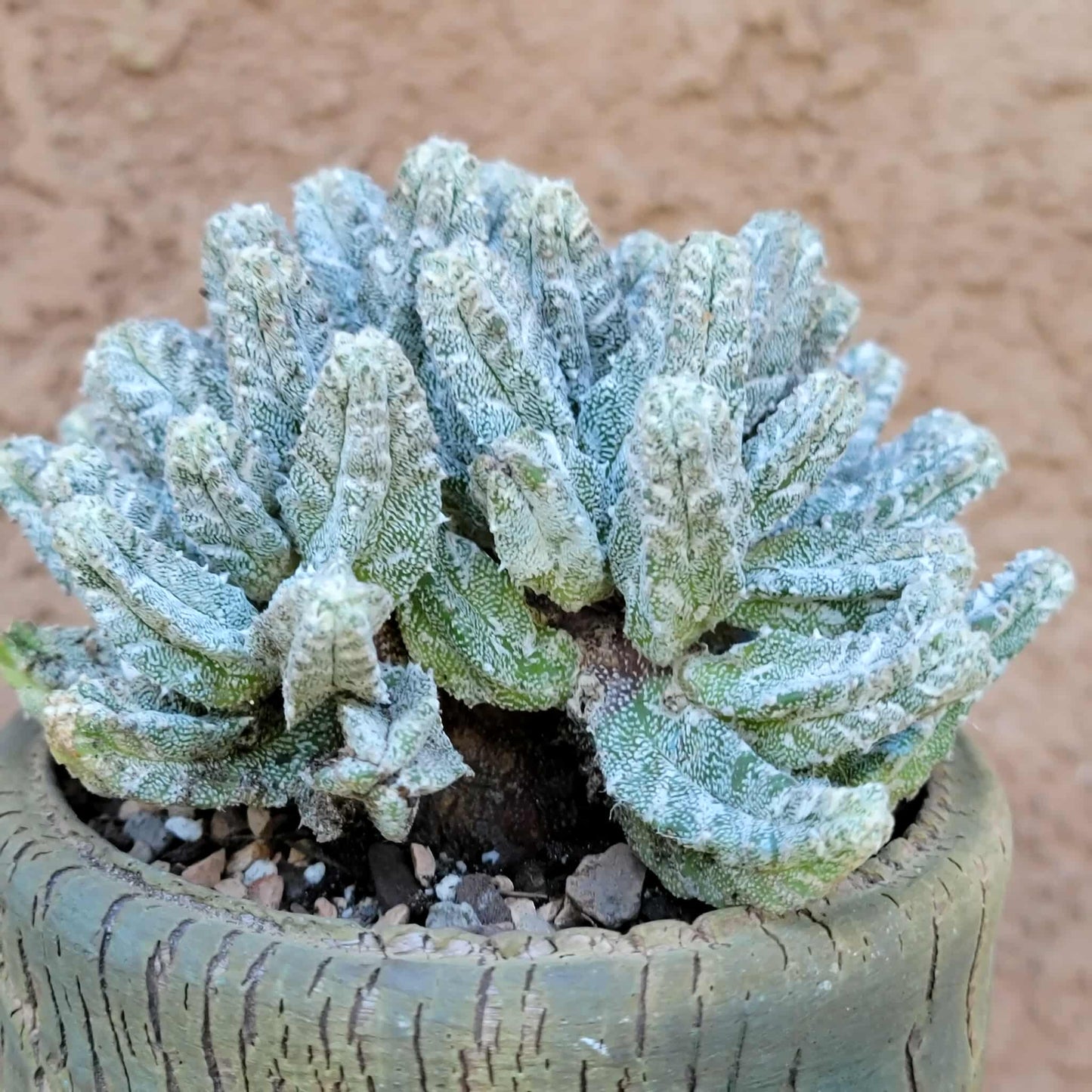 Astrophytum Myriostigma var. Columnare f. minima