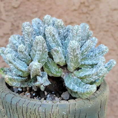 Astrophytum Myriostigma var. Columnare f. minima