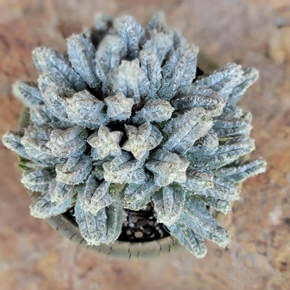Astrophytum Myriostigma var. Columnare f. minima