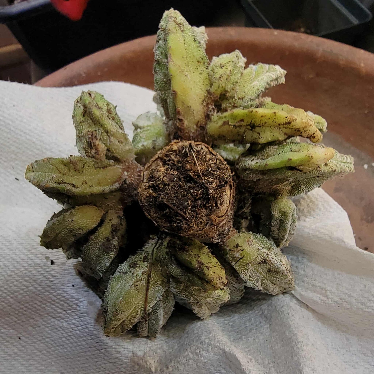 Astrophytum Myriostigma var. Columnare f. minima