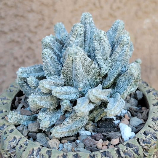 Astrophytum Myriostigma var. Columnare f. minima