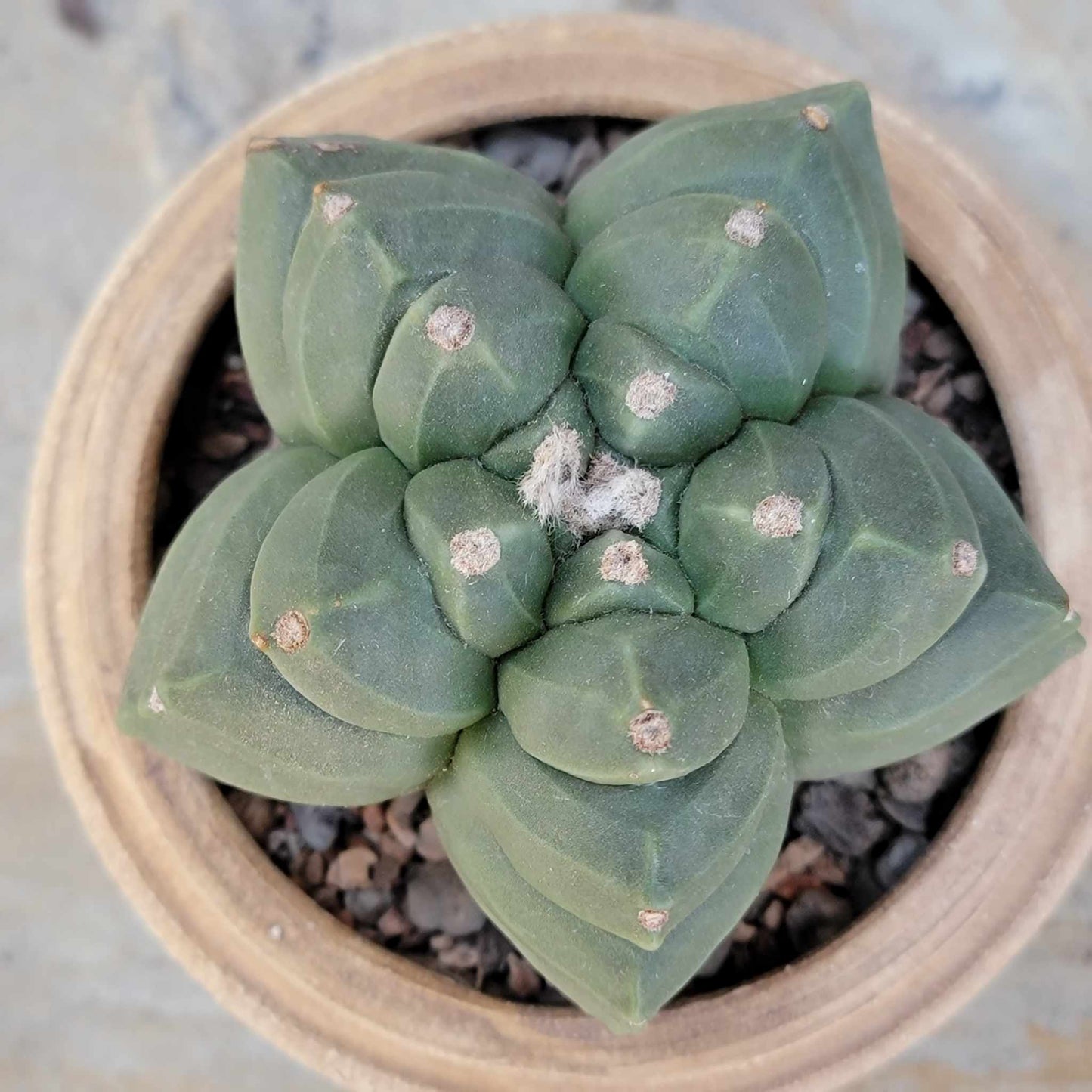 Astrophytum Myriostigma var. Nudum cv. Kikko