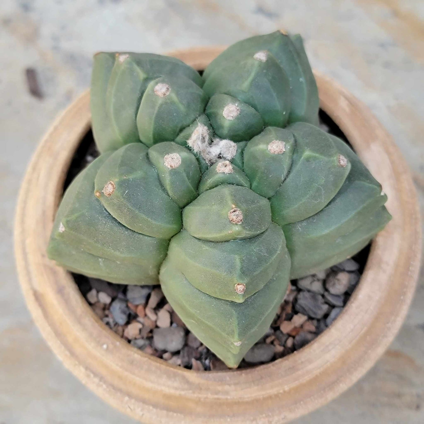 Astrophytum Myriostigma var. Nudum cv. Kikko