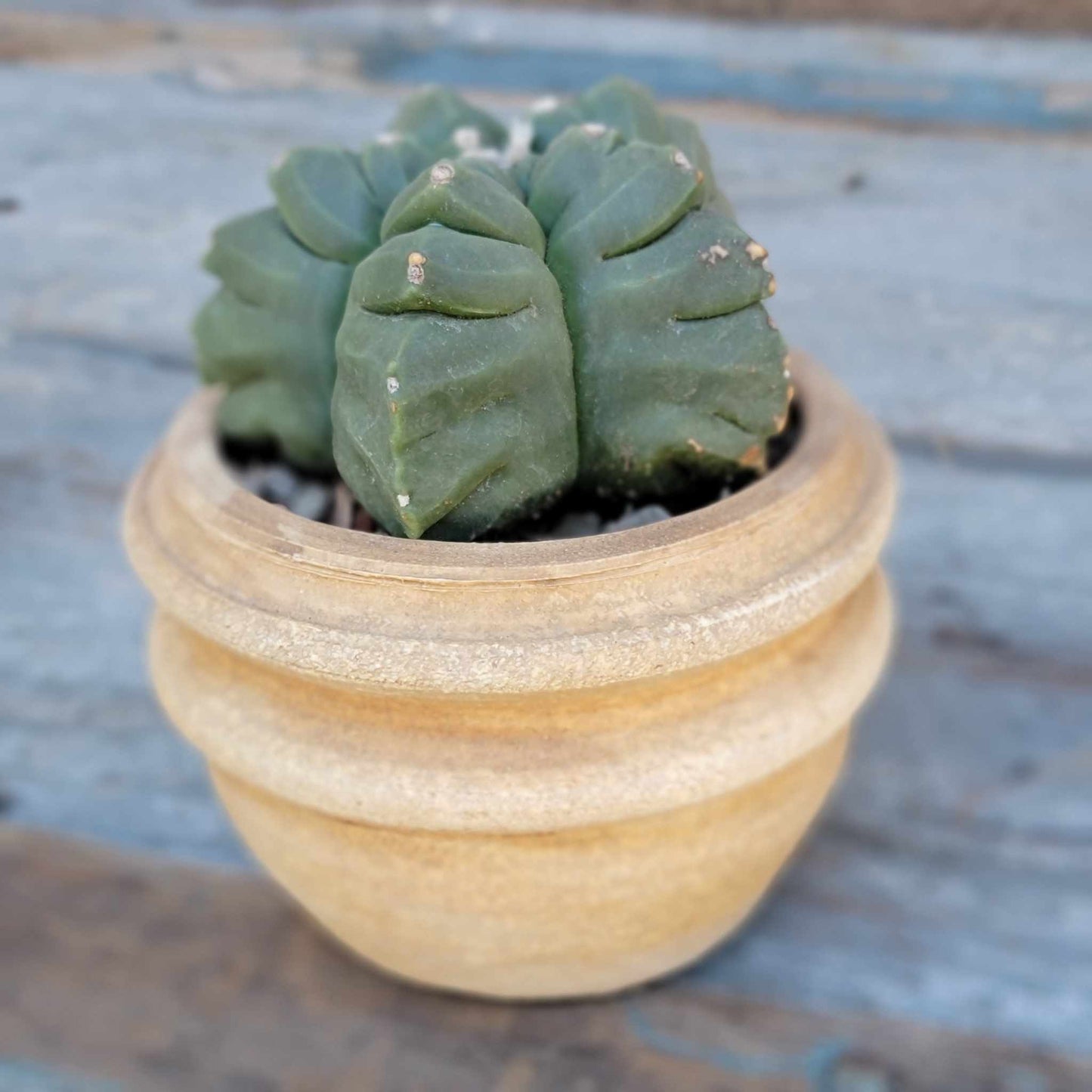 Astrophytum Myriostigma var. Nudum cv. Kikko