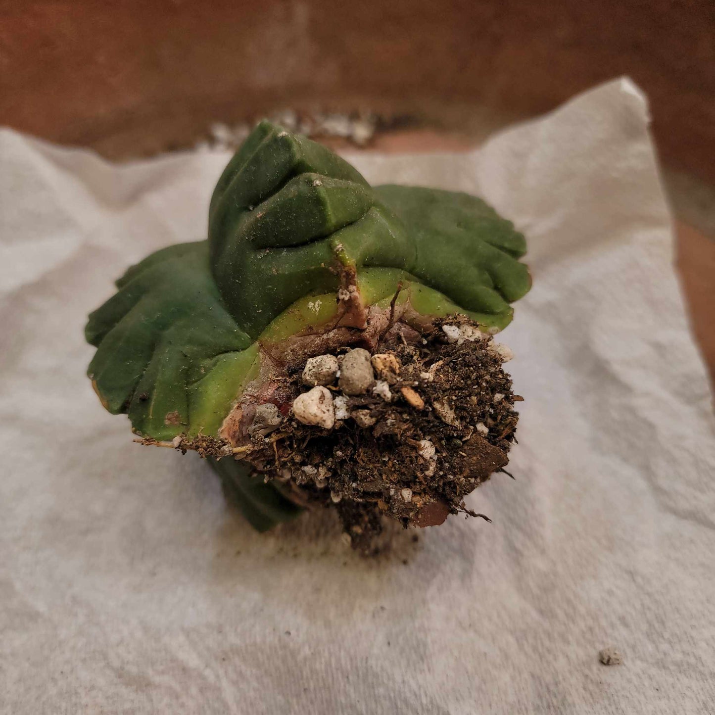 Astrophytum Myriostigma var. Nudum cv. Kikko