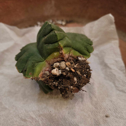 Astrophytum Myriostigma var. Nudum cv. Kikko
