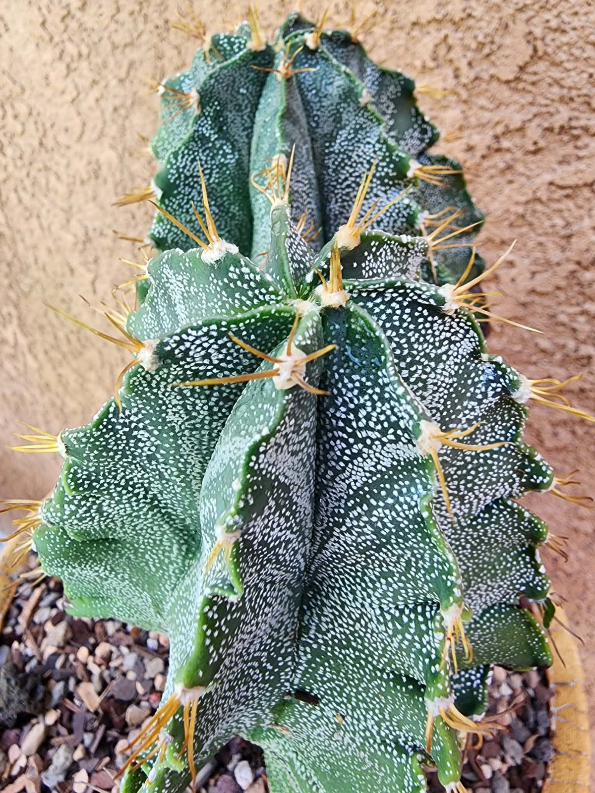 Astrophytum Ornatum - Double Head
