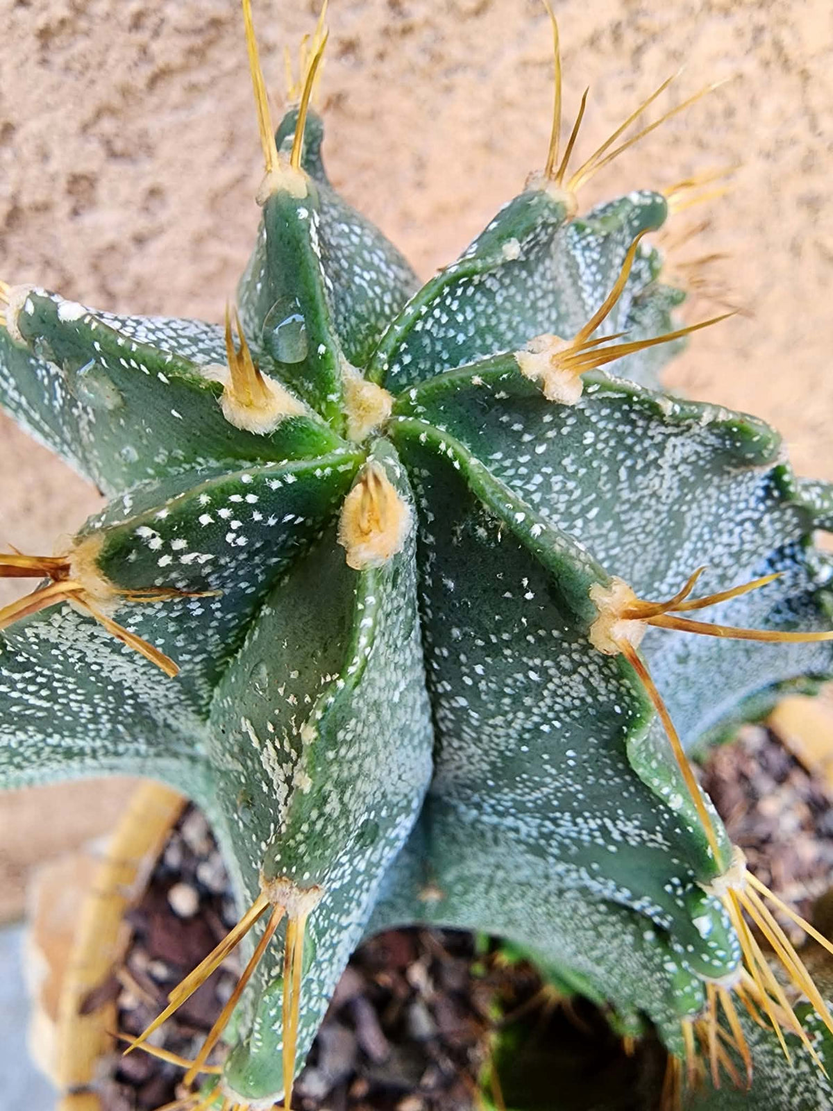 Astrophytum Ornatum - Double Head