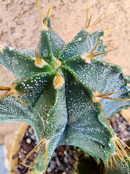 Astrophytum Ornatum - Double Head