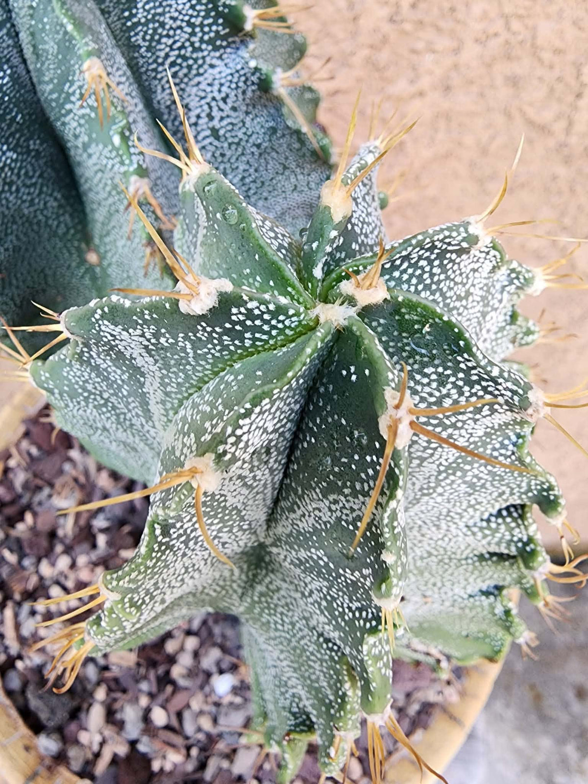 Astrophytum Ornatum - Double Head