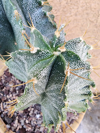 Astrophytum Ornatum - Double Head