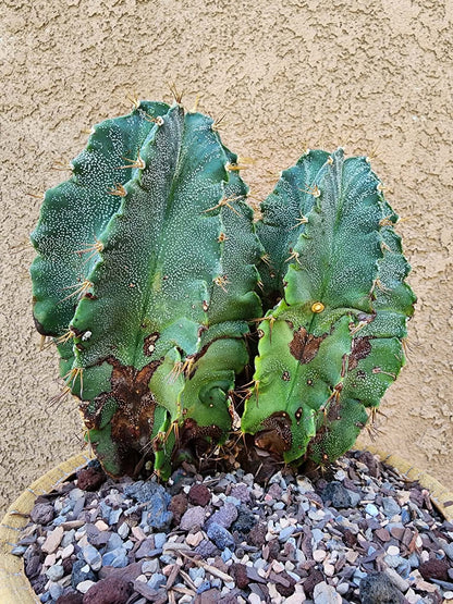 Astrophytum Ornatum - Double Head
