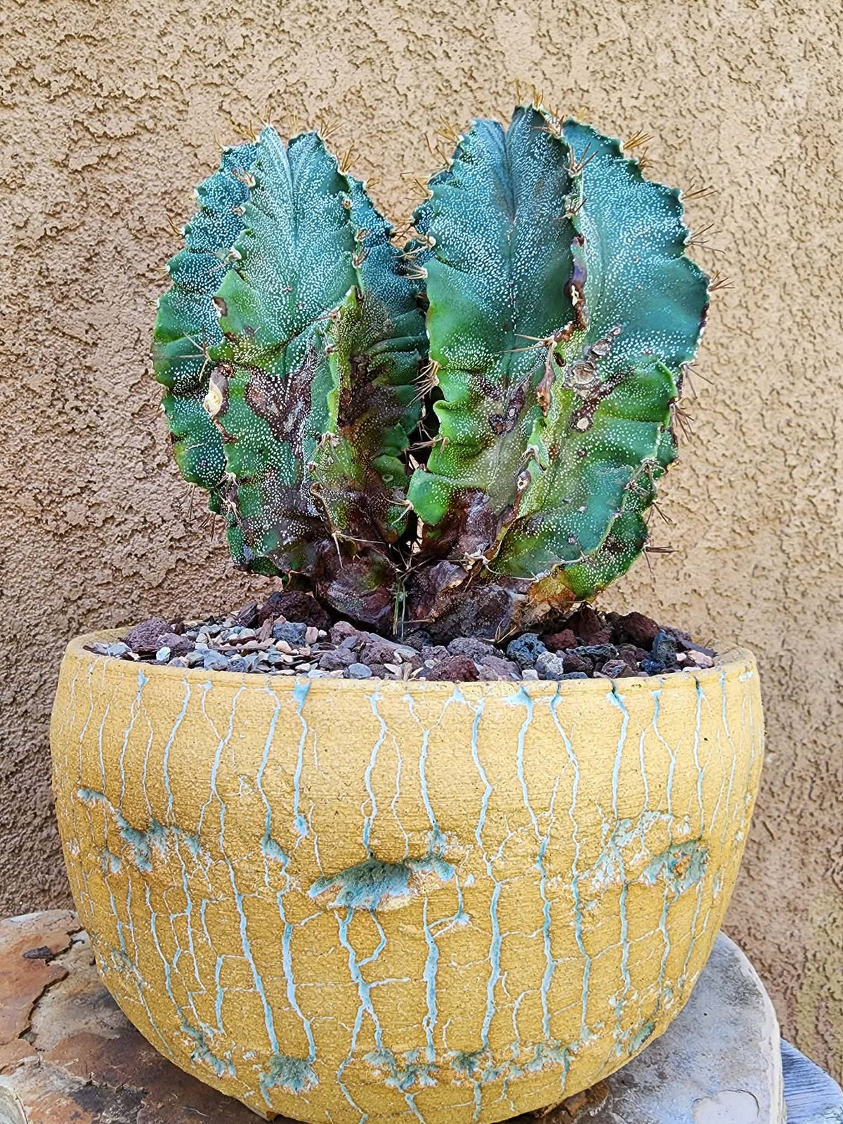 Astrophytum Ornatum - Double Head