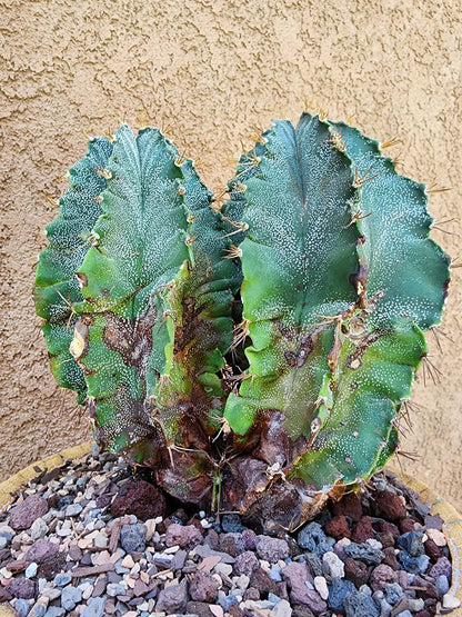 Astrophytum Ornatum - Double Head