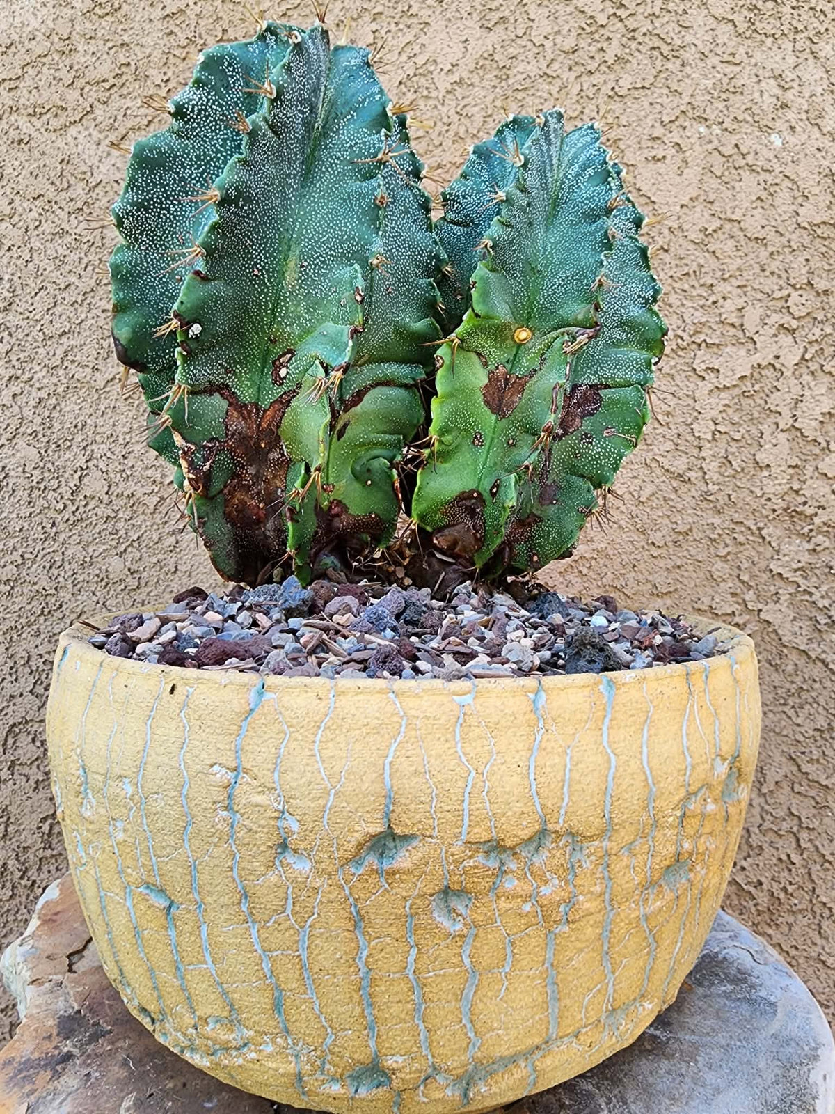 Astrophytum Ornatum - Double Head