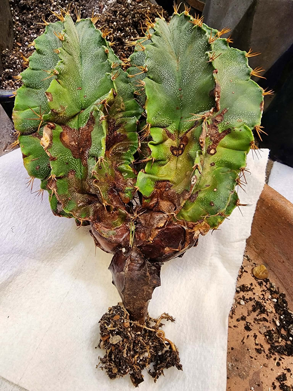 Astrophytum Ornatum - Double Head