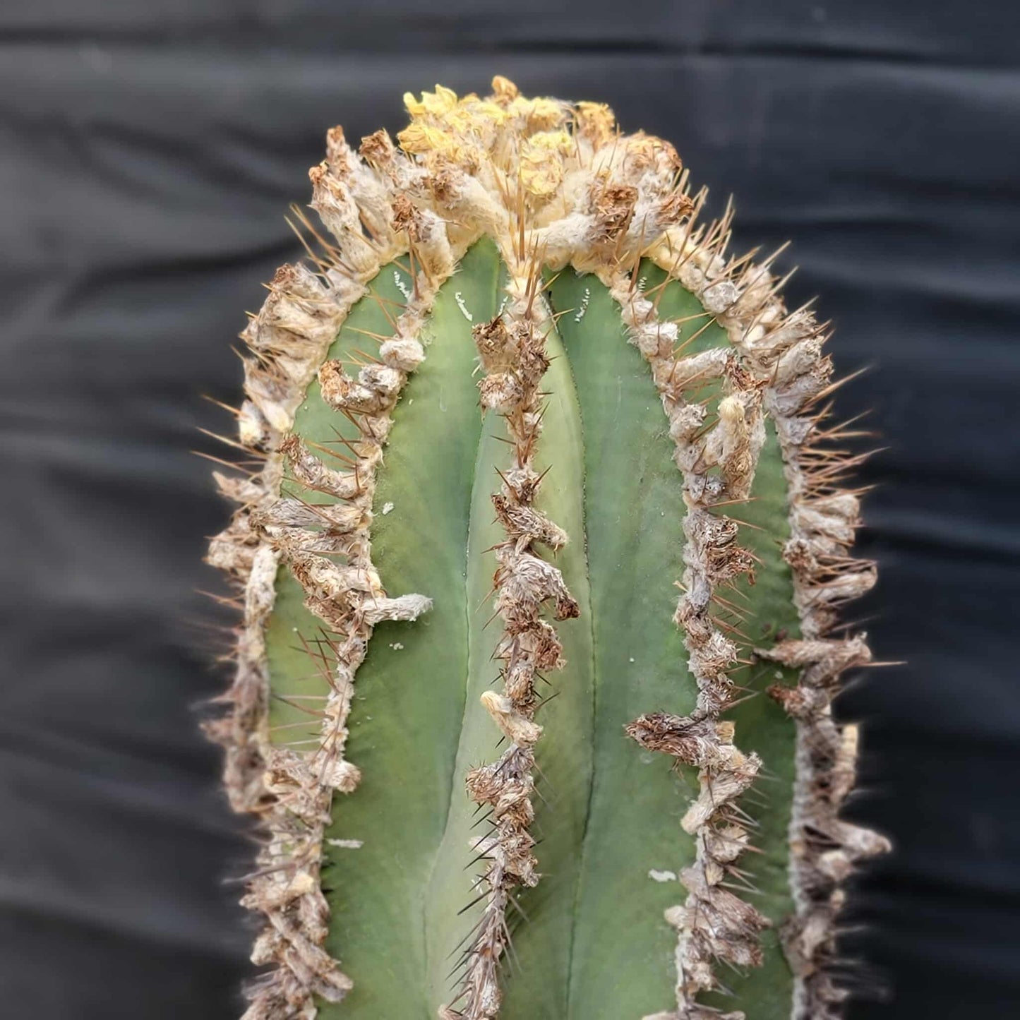 Astrophytum Ornatum - Over 50 Years Old - Very Rare