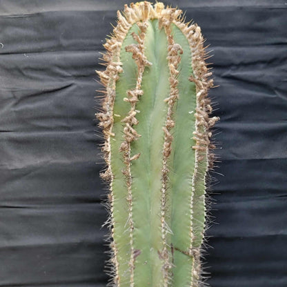 Astrophytum Ornatum - Over 50 Years Old - Very Rare
