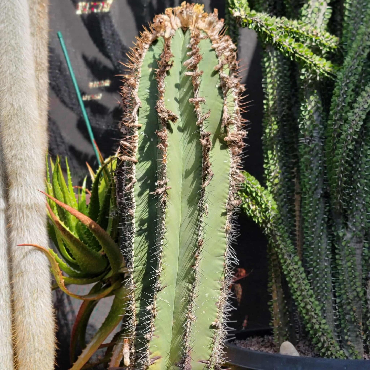 Astrophytum Ornatum - Over 50 Years Old - Very Rare