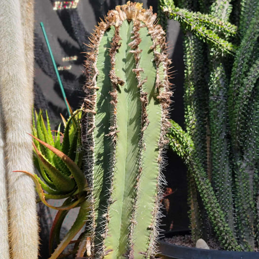 Astrophytum Ornatum - Over 50 Years Old - Very Rare