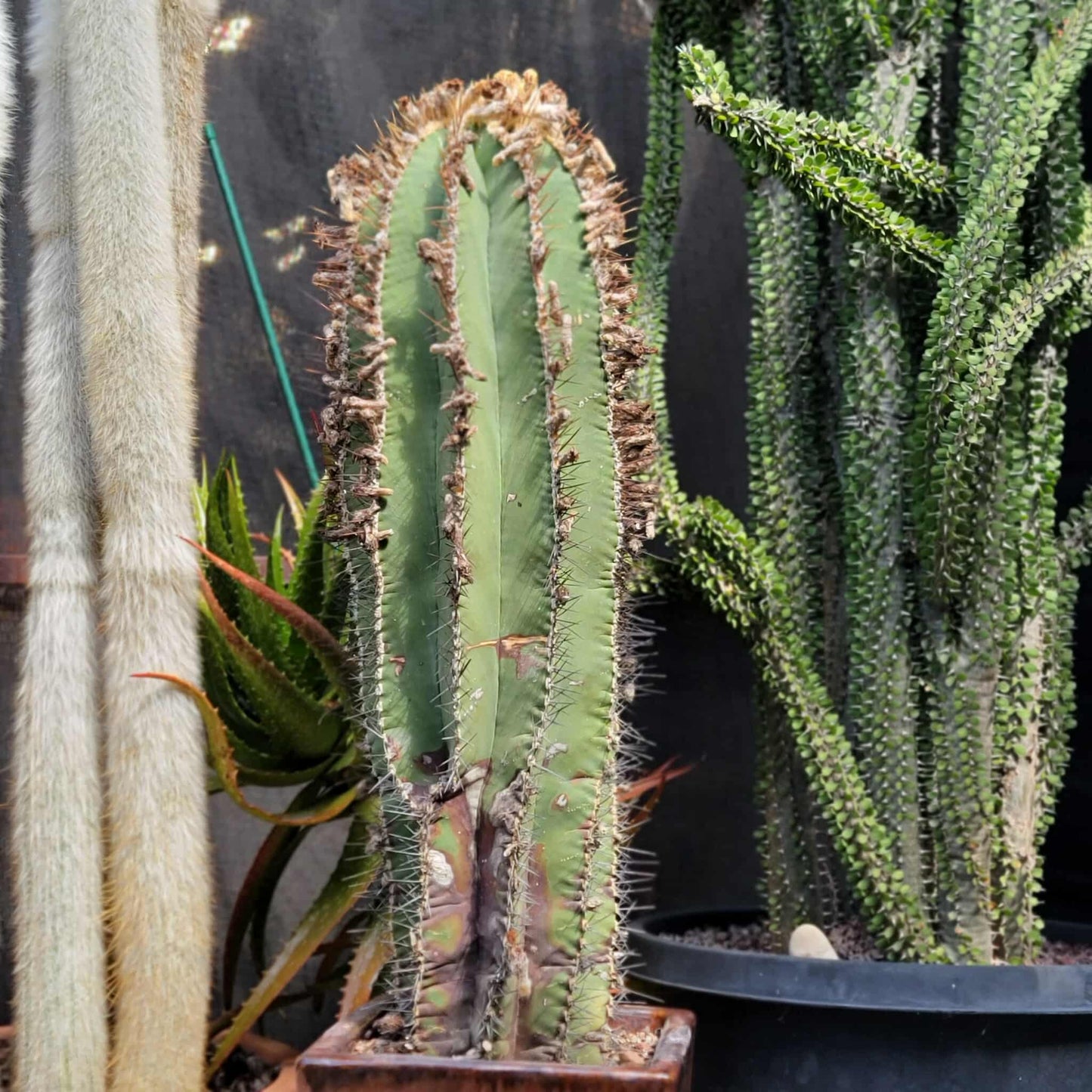 Astrophytum Ornatum - Over 50 Years Old - Very Rare