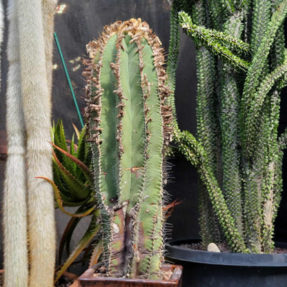 Astrophytum Ornatum - Over 50 Years Old - Very Rare