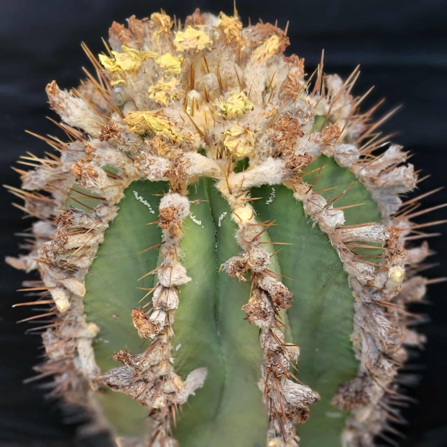 Astrophytum Ornatum - Over 50 Years Old - Very Rare