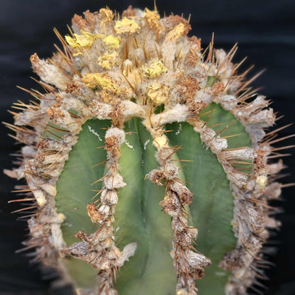 Astrophytum Ornatum - Over 50 Years Old - Very Rare