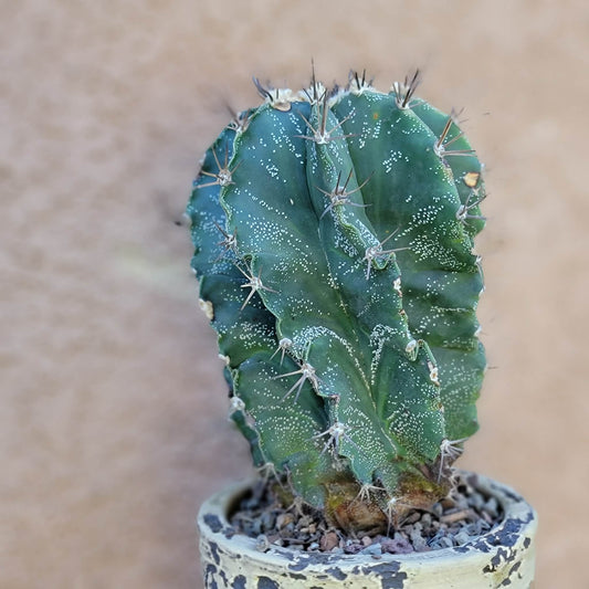Astrophytum ornatum - Star Cactus