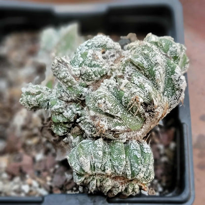 Astrophytum Ornatum cristata