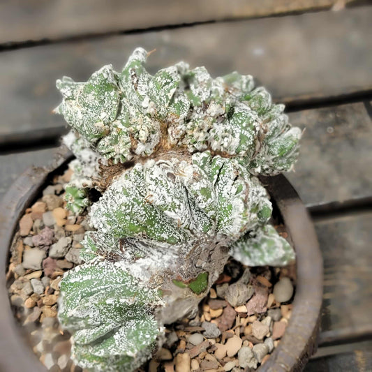 Astrophytum Ornatum cristata