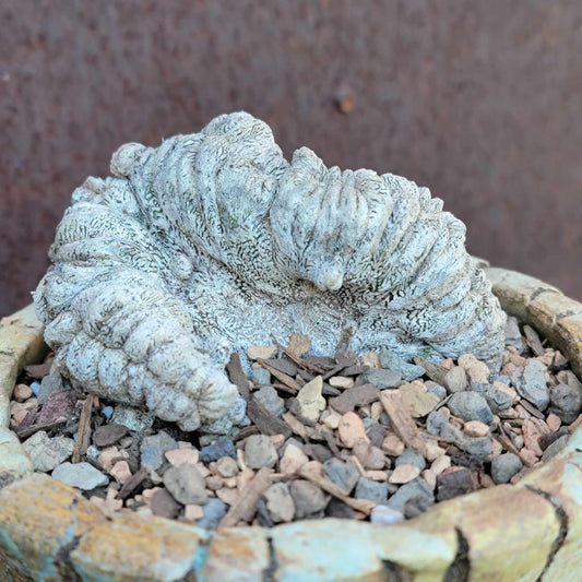 Astrophytum Ornatum cristata