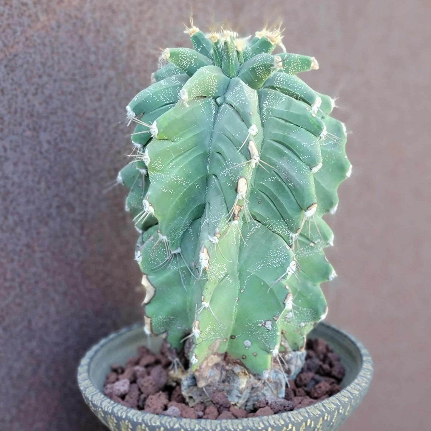Astrophytum Ornatum cv. Kikko - 10" tall!