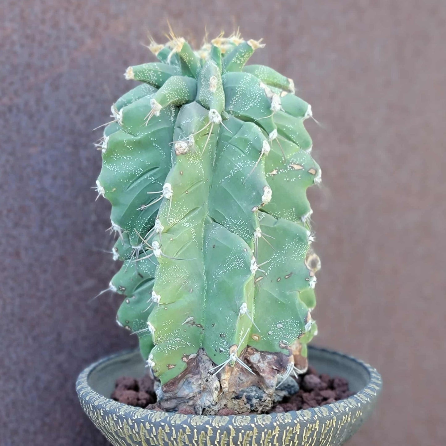 Astrophytum Ornatum cv. Kikko - 10" tall!